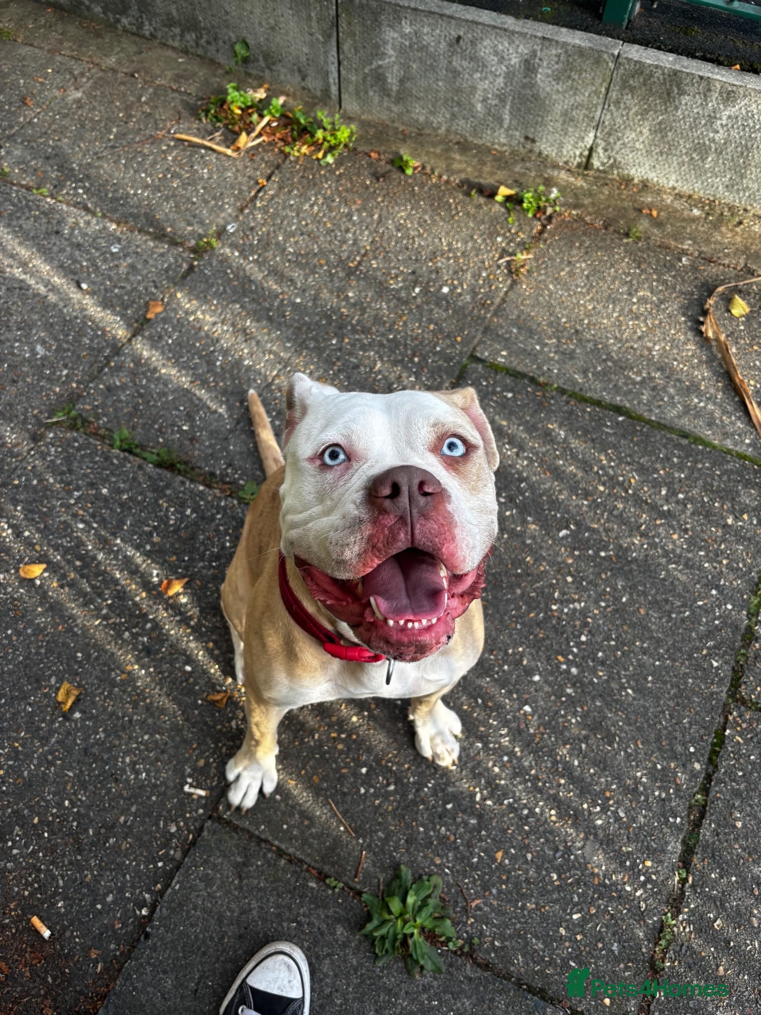 Mixed Breed dogs Alapaha Blue Blood Bulldog X Cane Corso Puppies  in London - Advert 2