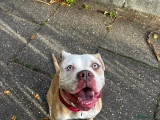 Mixed Breed dogs Alapaha Blue Blood Bulldog X Cane Corso Puppies in London - Advert 2