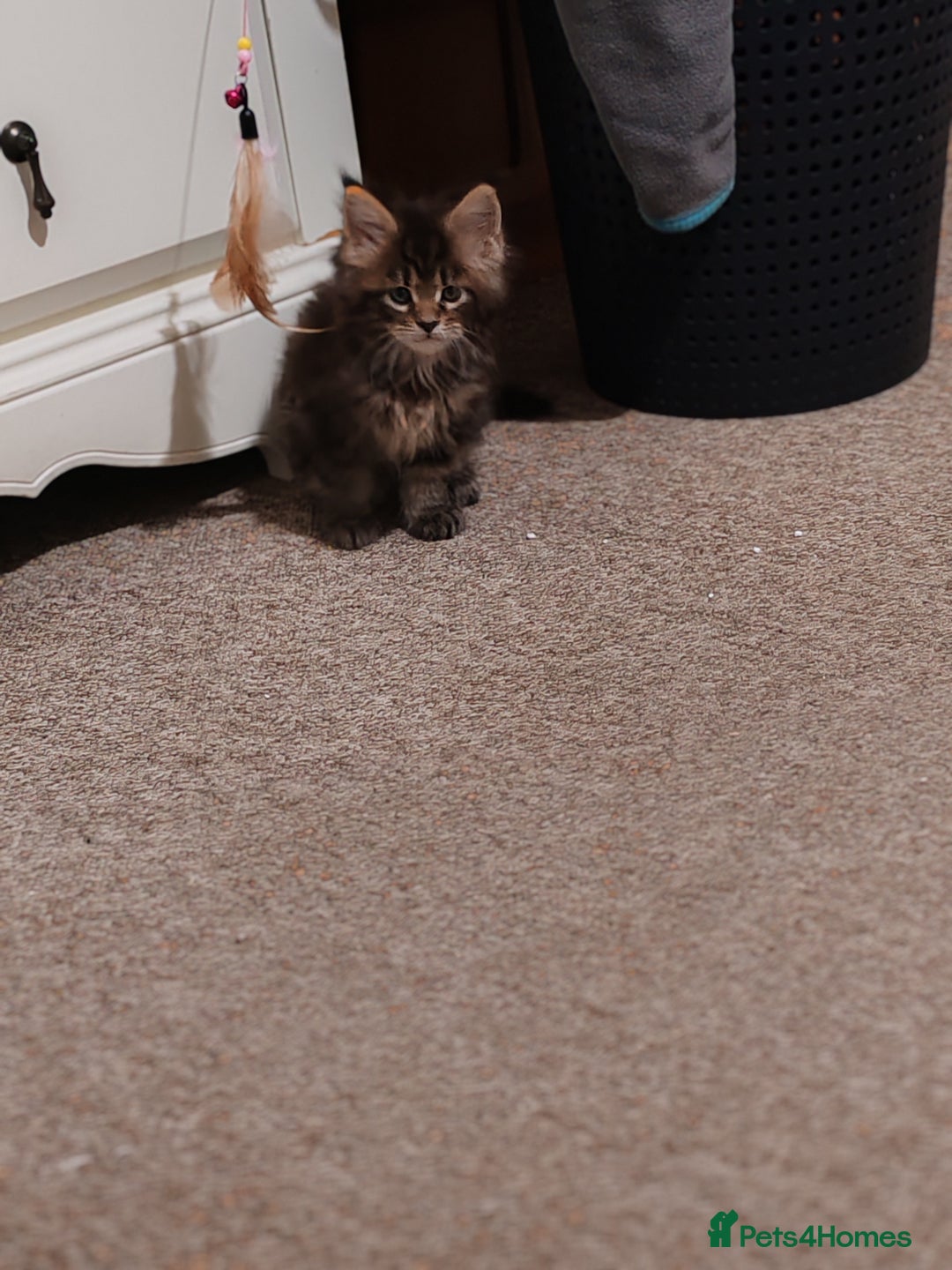 Maine Coon cats for sale: Vilma V.  - Advert 12
