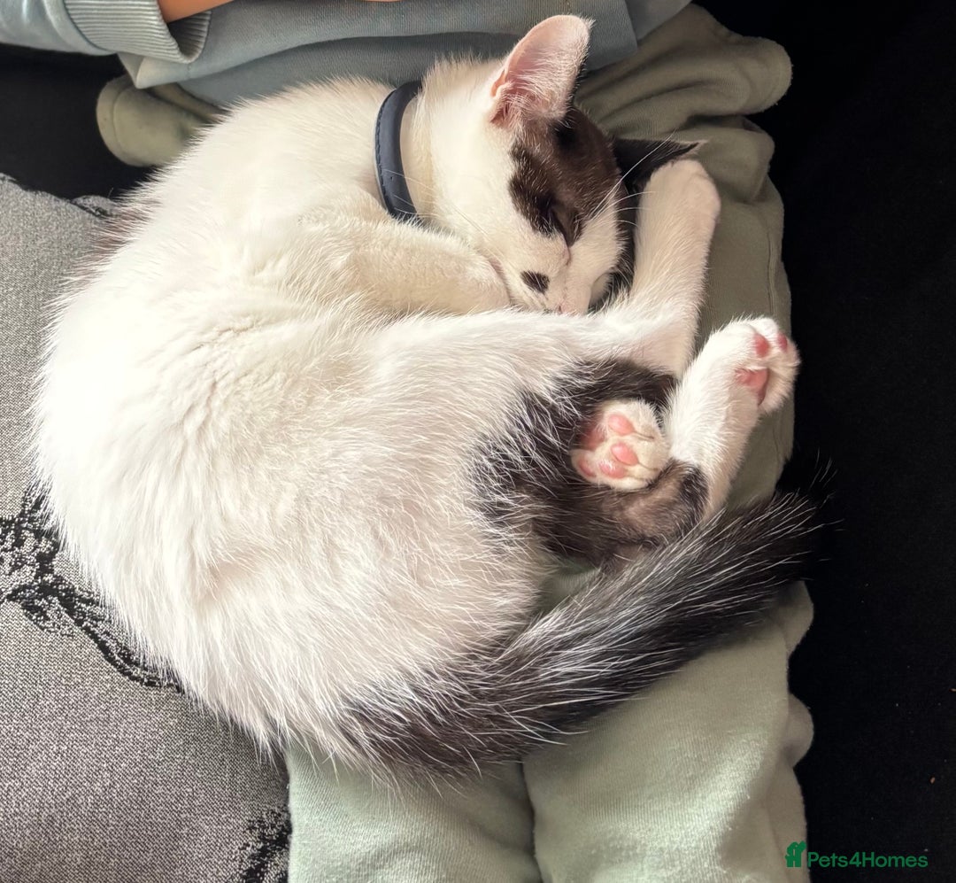 Mixed Breed cats for sale: Friendly kitten looking for a home - Advert 4