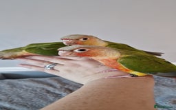 Conures birds for sale: Beautiful fully hand reared conure baby's  - Advert 18