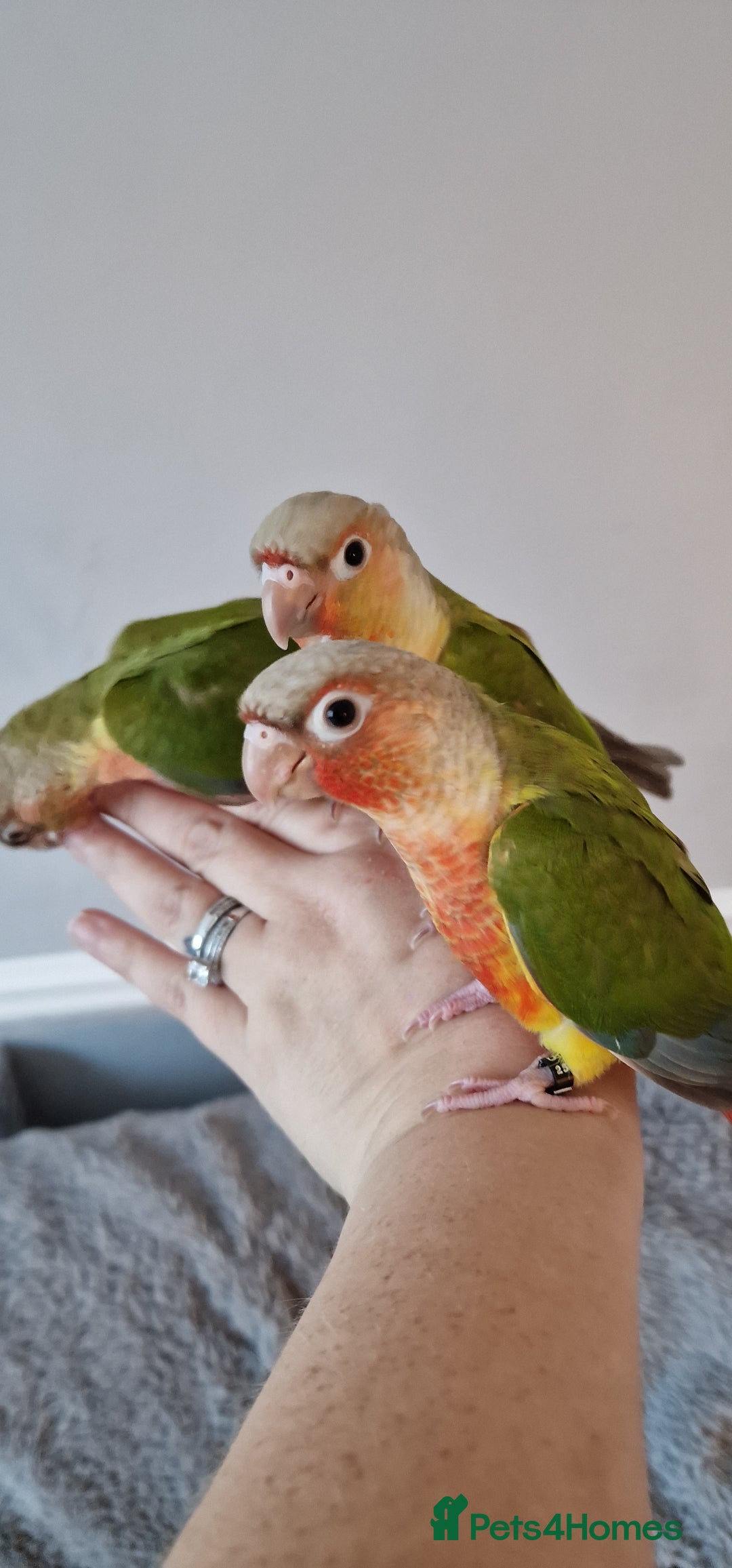 Conures birds for sale: Beautiful fully hand reared conure baby's  - Advert 18