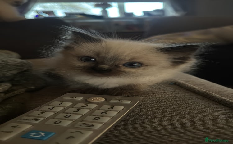 Ragdoll cats Ragdoll kittens blue mitted  - Advert 2