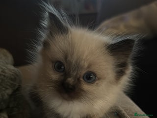 Ragdoll cats Ragdoll kittens blue mitted - Advert 1