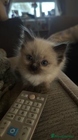 Ragdoll cats Ragdoll kittens blue mitted - Advert 1