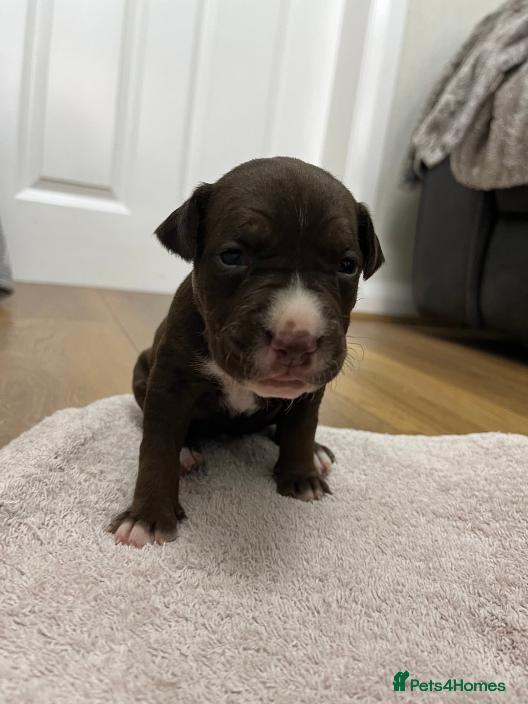 American Bull Staffy dogs for sale: Staffy Bull Puppies - Image 16