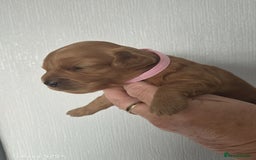 Cavapoo dogs for sale: Beautiful F1 cavapoos from health tested parents  - Image 8