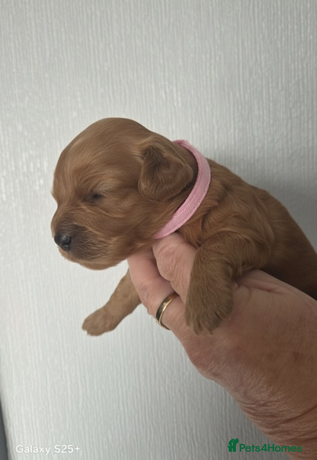 Cavapoo dogs for sale: Beautiful F1 cavapoos from health tested parents  - Image 8