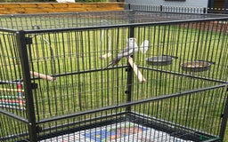 Cockatiels birds for sale: Baby cockatiel  - Image 7