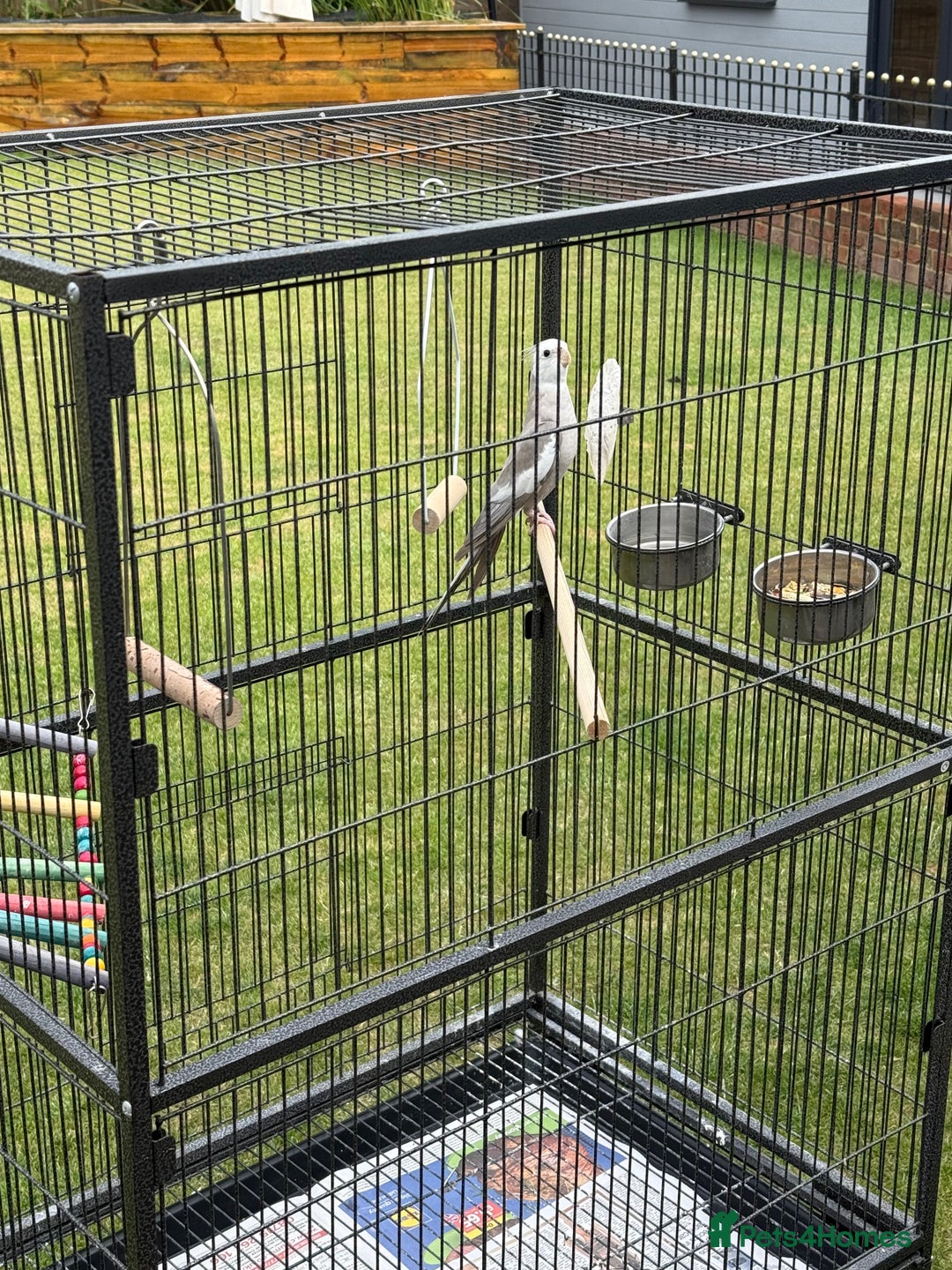 Cockatiels birds for sale: Baby cockatiel  - Image 7