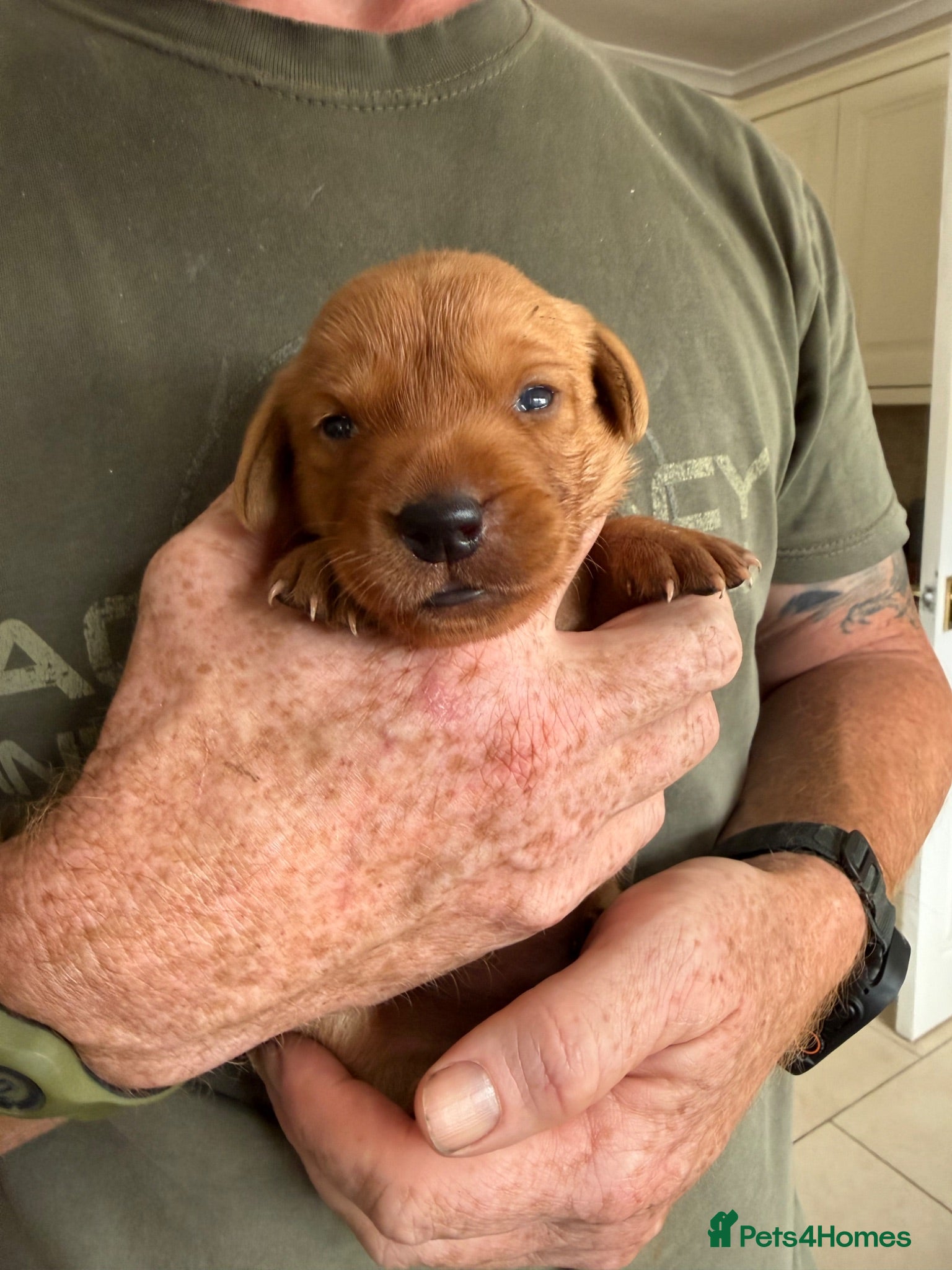 Labrador Retriever dogs Fox Red KC registered Labradors - Advert 2