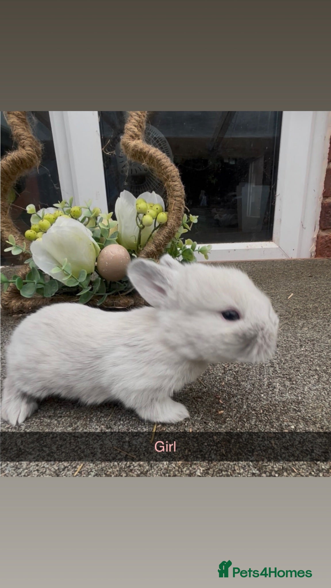 Mini Lop rabbits Mini lops - Advert 1
