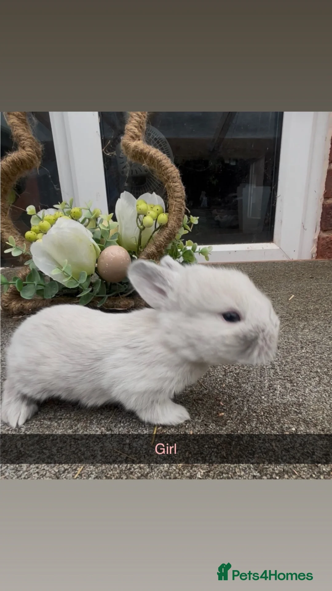 Mini Lop rabbits for sale: Mini lops - Advert 1