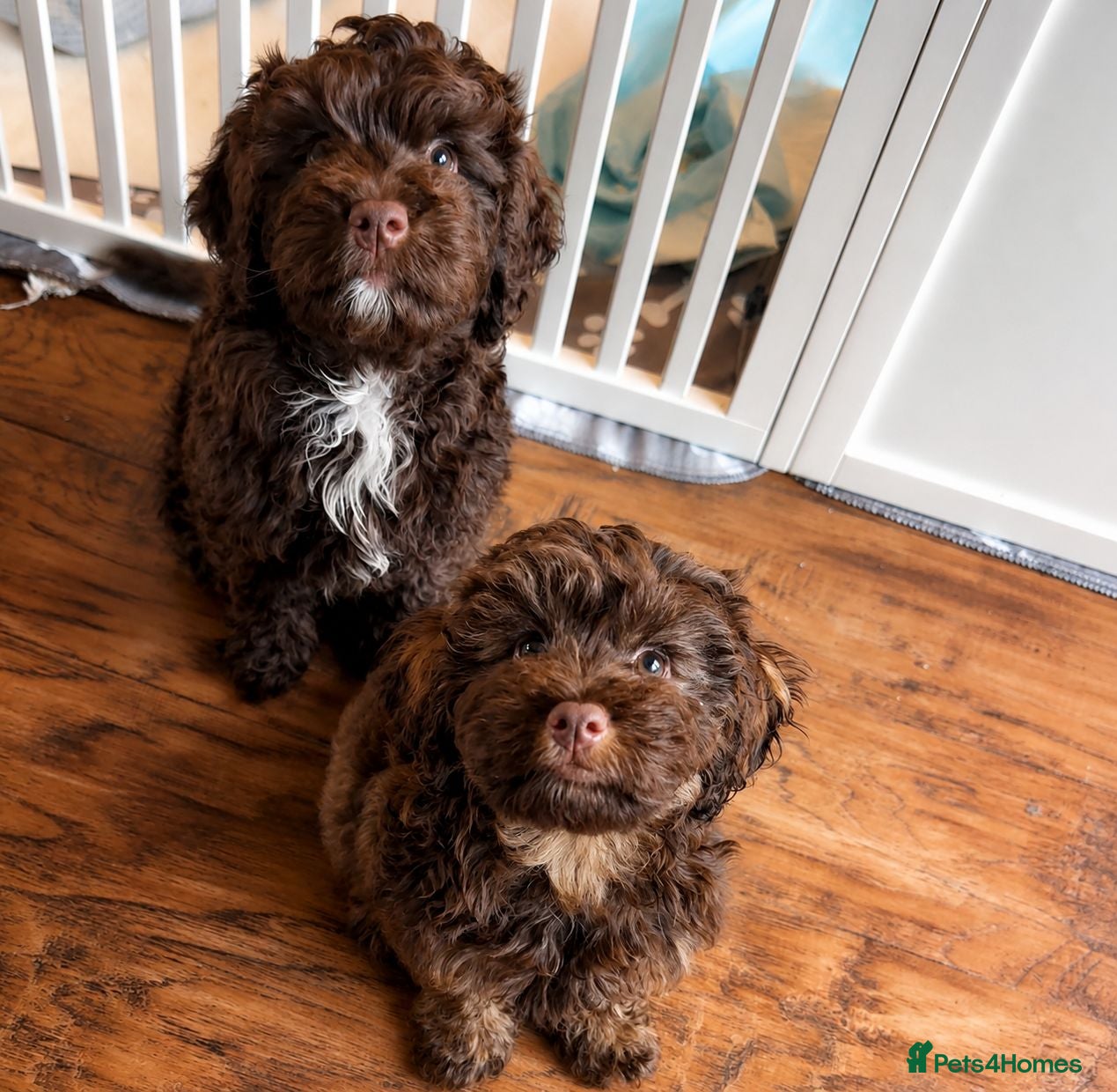 Mixed Breed dogs  Ready to go Cavapoo/Cockapoo pups £1395 - Advert 2