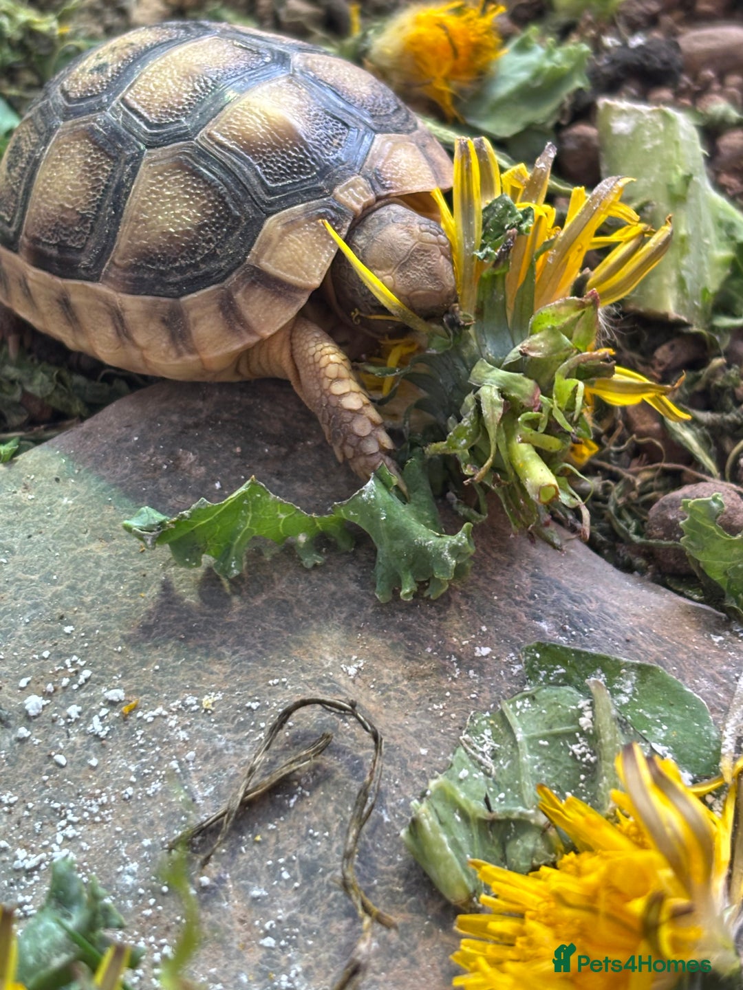 Tortoise reptiles for sale: Marginated Hatchlings Tortoises - Advert 3