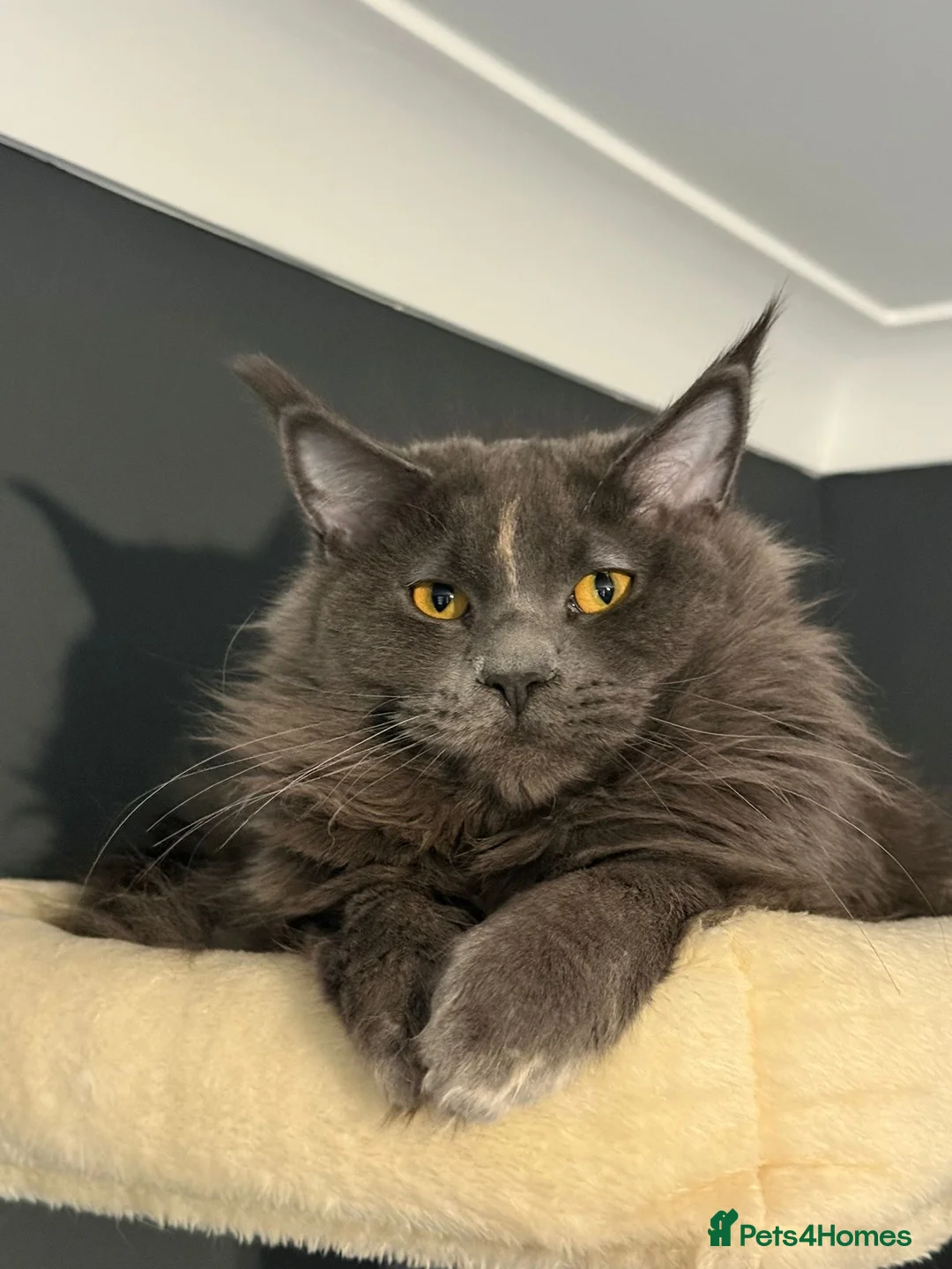 Maine Coon cats for sale: Gorgeous female Maincoon  - Advert 2