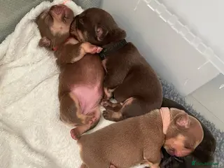 French Bulldog dogs Frenchies in Chocolate & Tan and Rojo - Advert 2