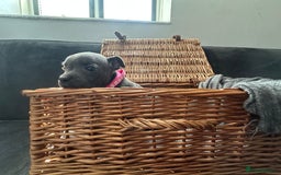 Staffordshire Bull Terrier dogs for sale: Blue and Black Staffordshire Bull Terriers - Image 21