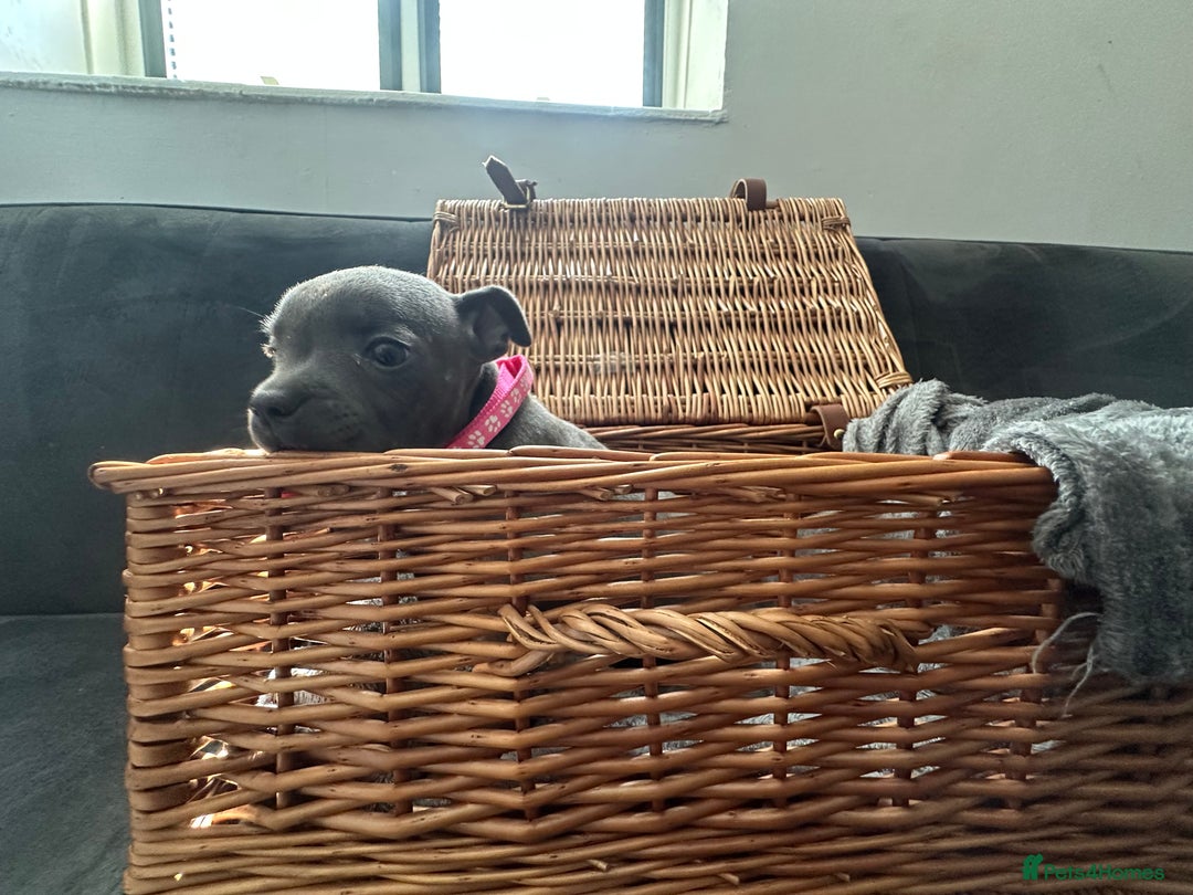 Staffordshire Bull Terrier dogs for sale: Blue and Black Staffordshire Bull Terriers - Image 21