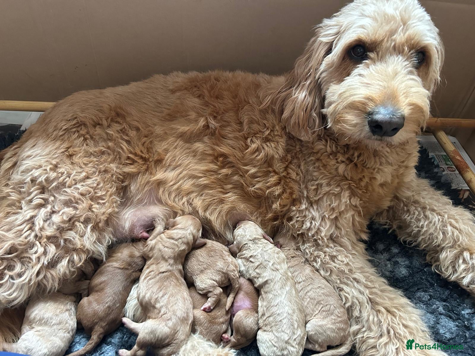 Mini Goldendoodle dogs Golden doodle F2 1 male left - Advert 1