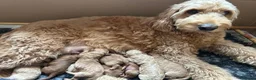 Mini Goldendoodle dogs for sale: Golden doodle F2 1 male left - Advert 1