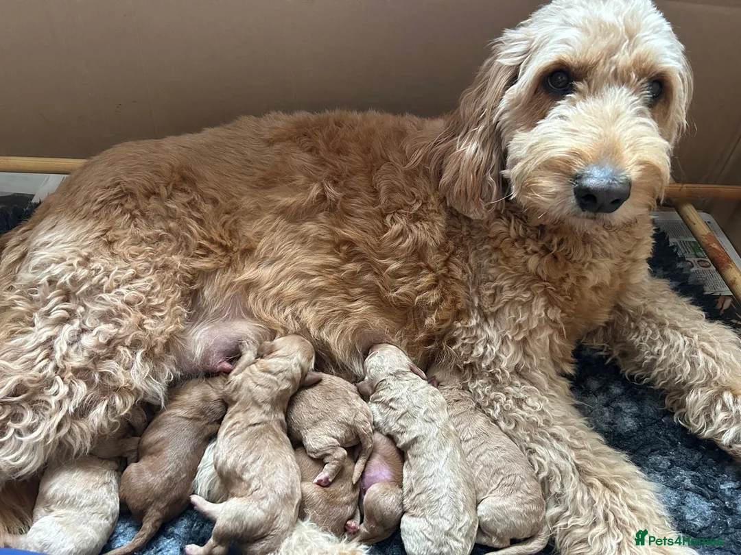 Mini Goldendoodle dogs for sale: Golden doodle F2 1 male left - Advert 1