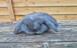 Mini Lop rabbits for sale: Baby mini lops - Image 8