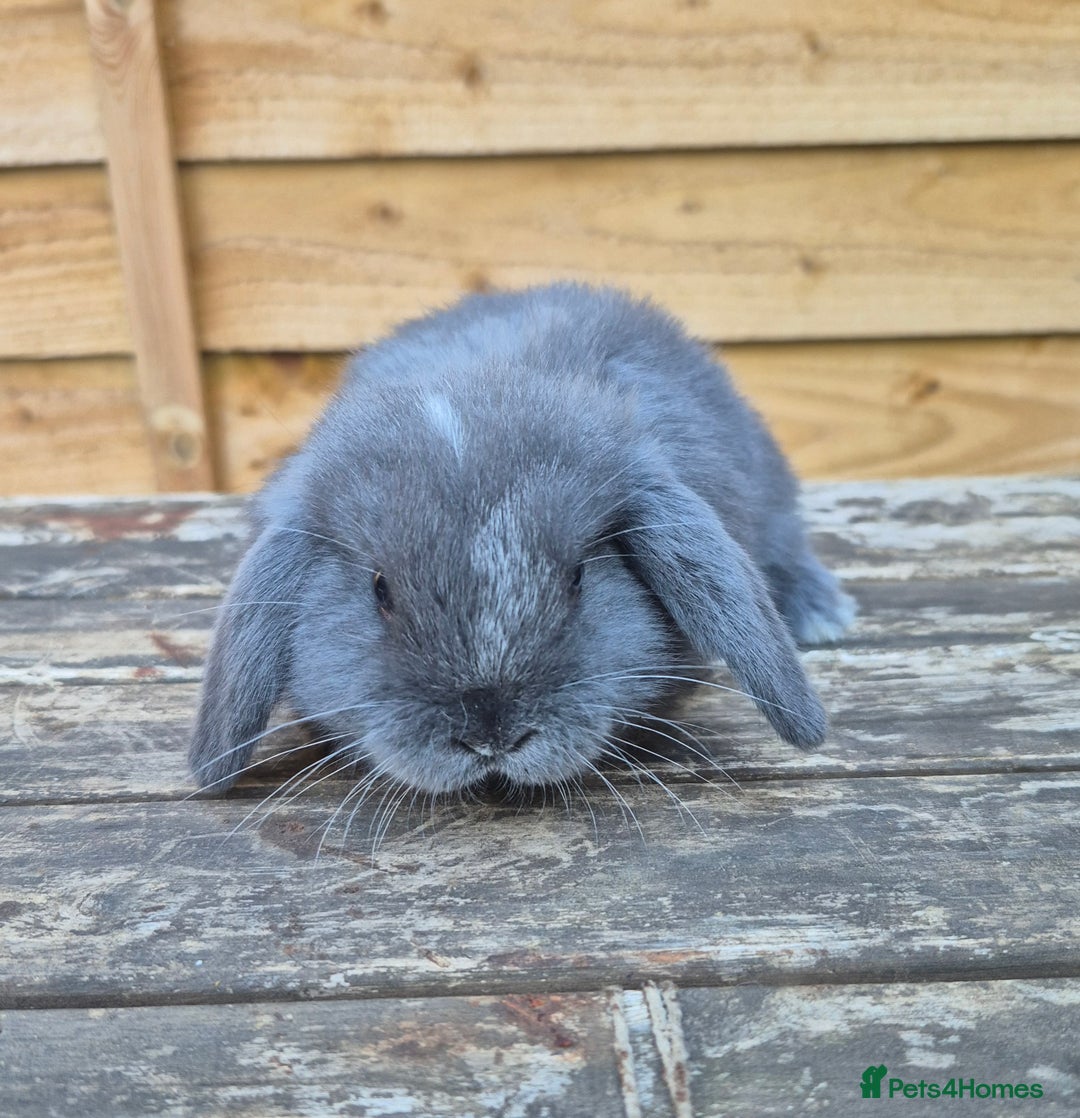 Mini Lop rabbits for sale: Baby mini lops - Image 8