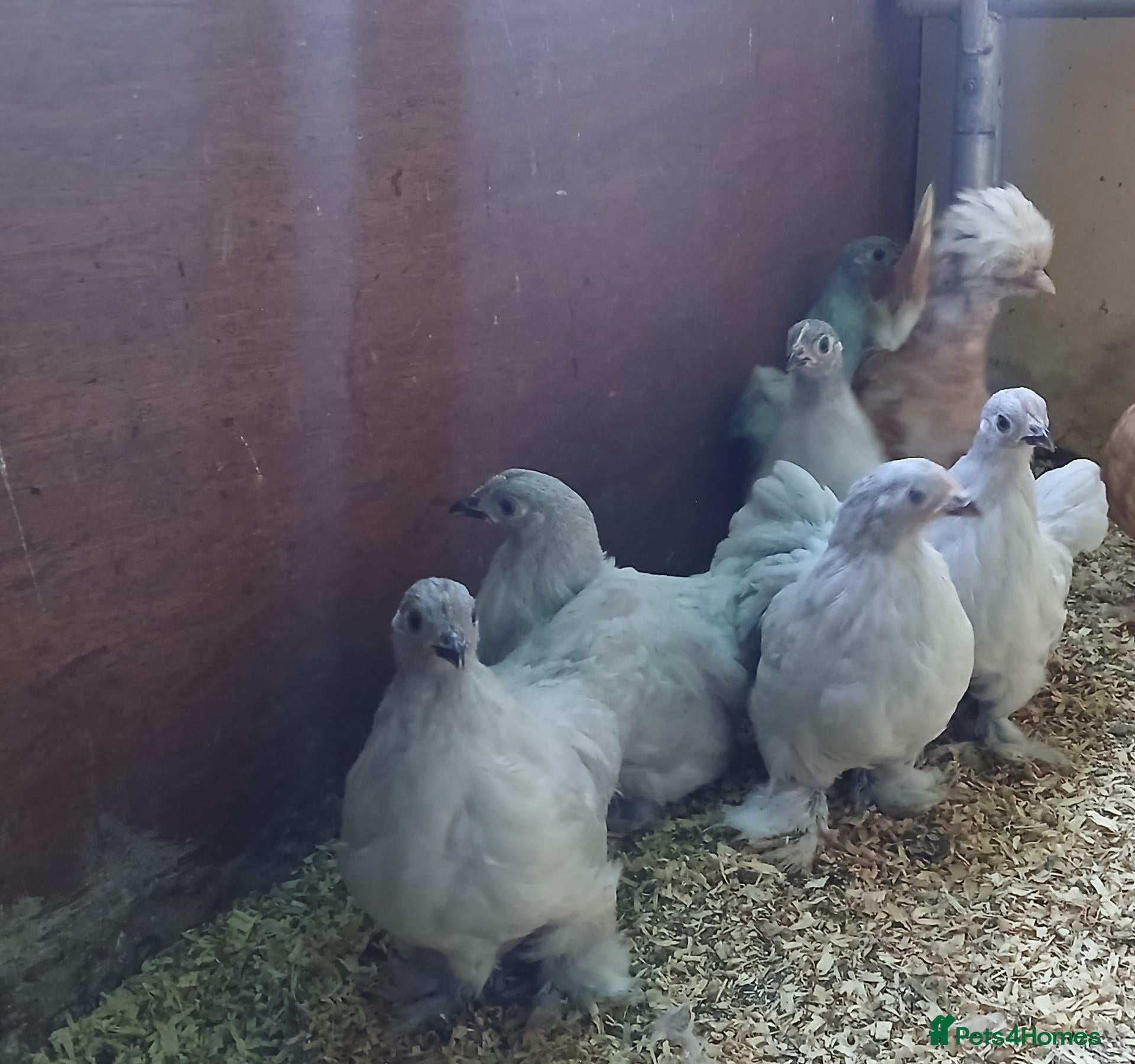 Chickens poultry for sale: Lavender pekin pullets(all female) - Advert 1