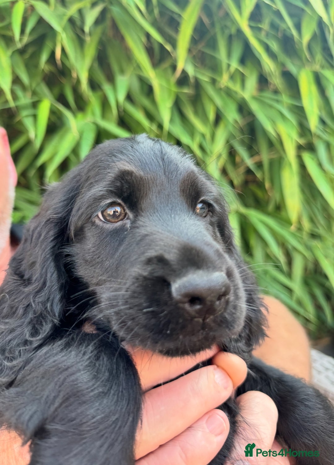Cocker Spaniel dogs for sale: Cocker Spaniel Puppies  - Image 1
