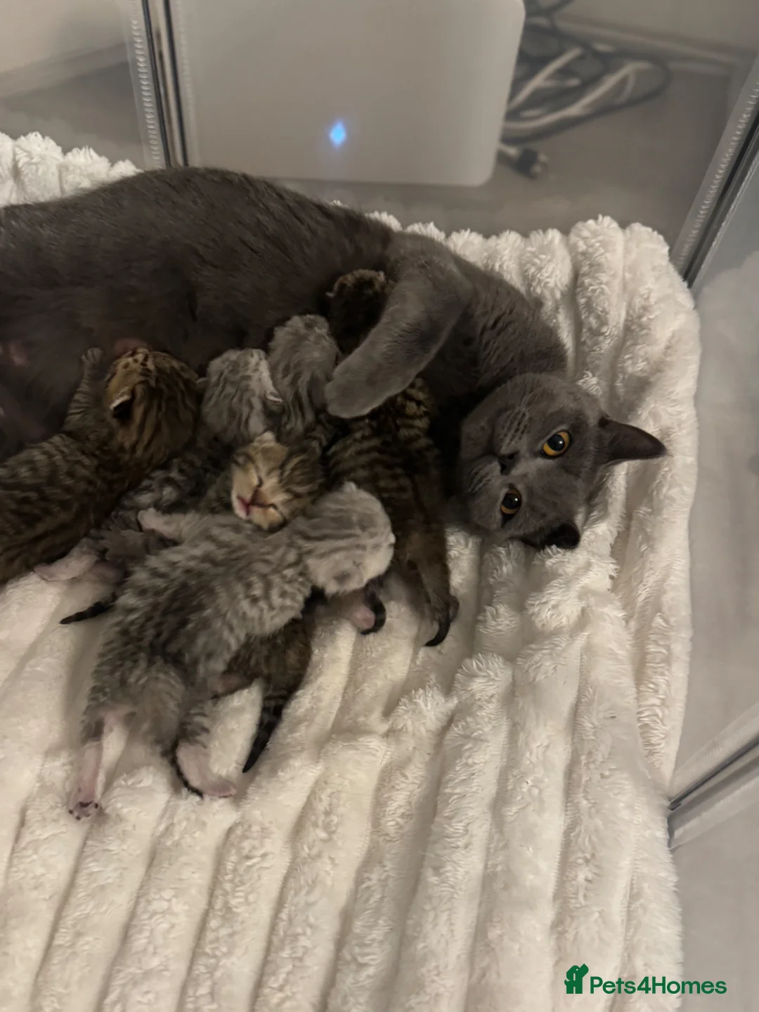 British Shorthair cats for sale: 4 kittens  - Advert 1
