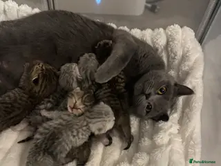 British Shorthair cats 4 kittens - Advert 13
