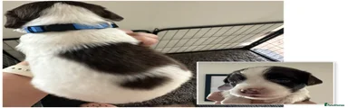 English Springer Spaniel Puppy 4