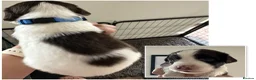 English Springer Spaniel dogs for sale: KC registered 2 L&W boy springer pups left - Advert 12