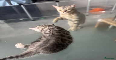 Bengal cats - Advert 3