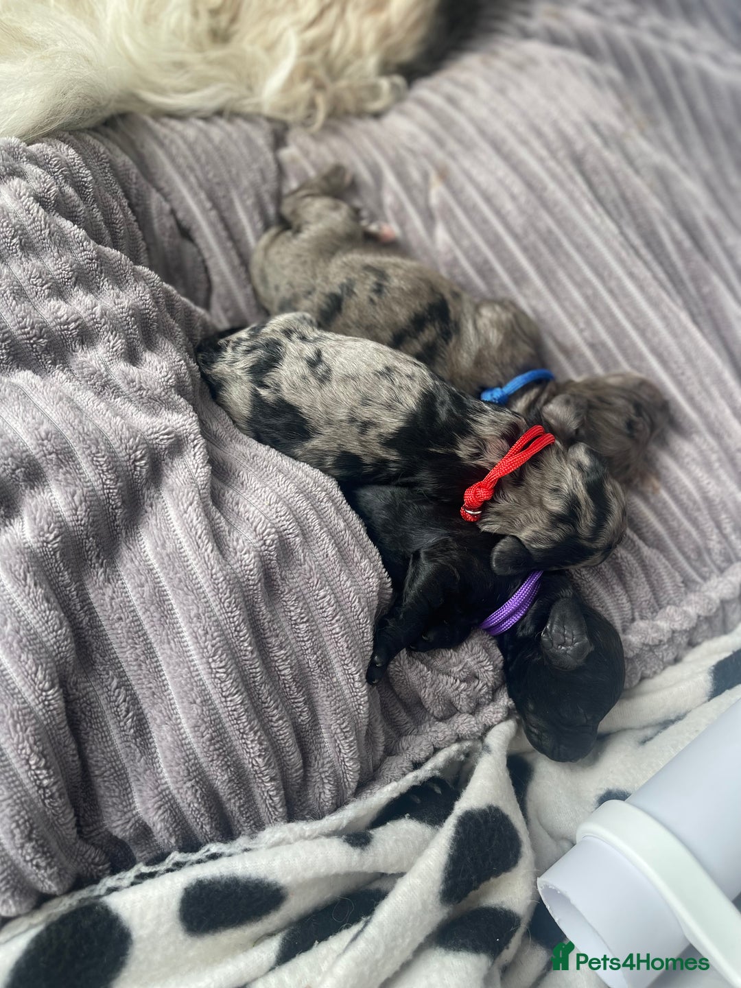 Cockapoo dogs for sale: F1b Cockapoos - Image 9