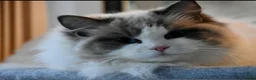 Ragdoll cats for sale: Amazing Ragdoall kittens - Advert 6
