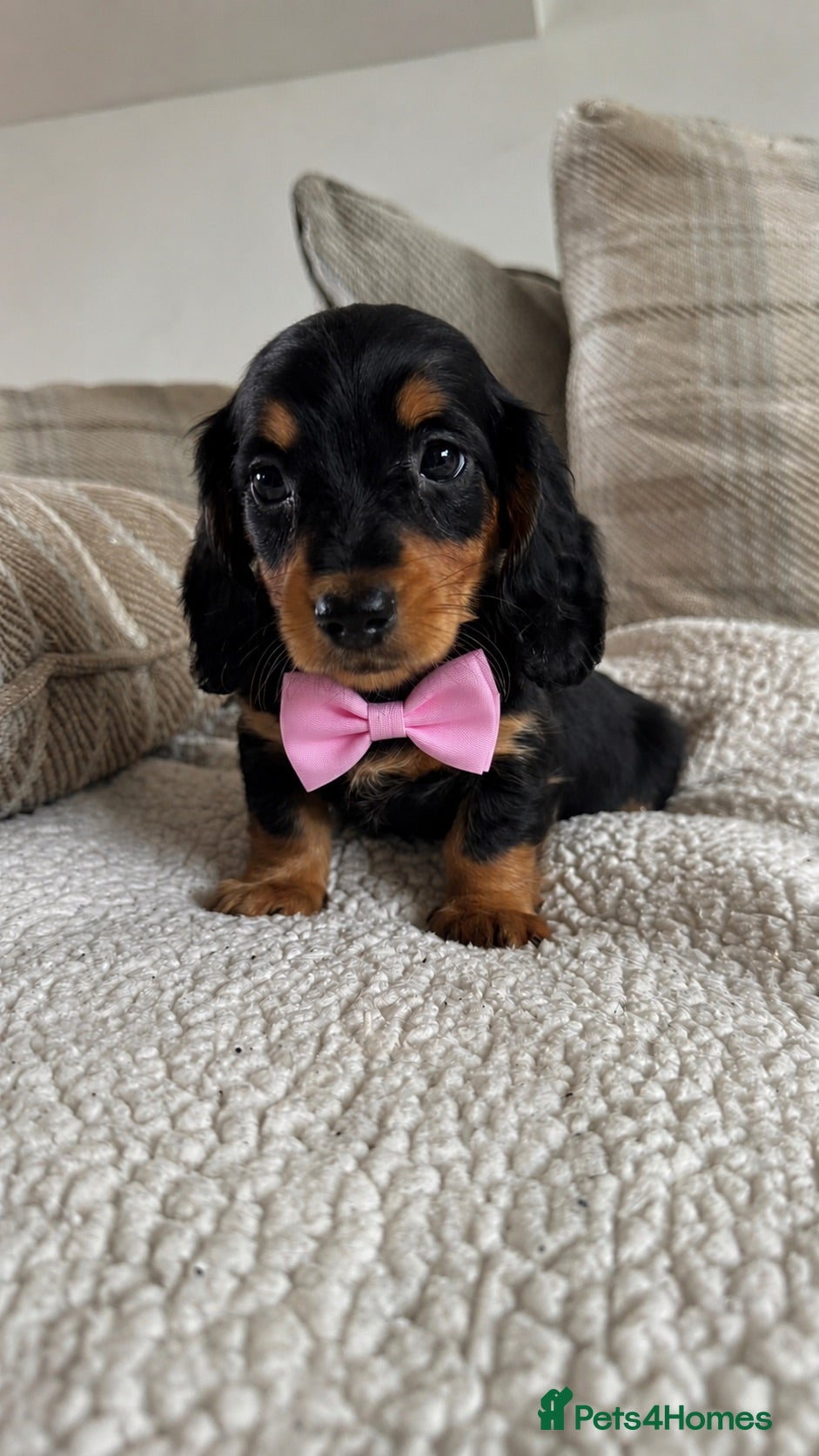 Dachshund dogs BEAUTIFUL KC REG & PRA CLEAR MINI DACHSHUNDS🩷💙 - Advert 1
