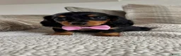 Dachshund dogs for sale: BEAUTIFUL LONGHAIR KC REG & PRA CLEAR MINI🩷💙 - Advert 24