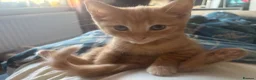 Mixed Breed cats for sale: Fluffy kittens ready now - Advert 3