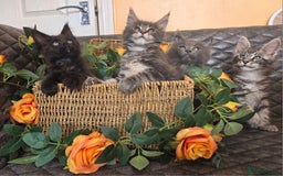 Maine Coon cats for sale: HEALTH TESTED TICA REG - Image 24