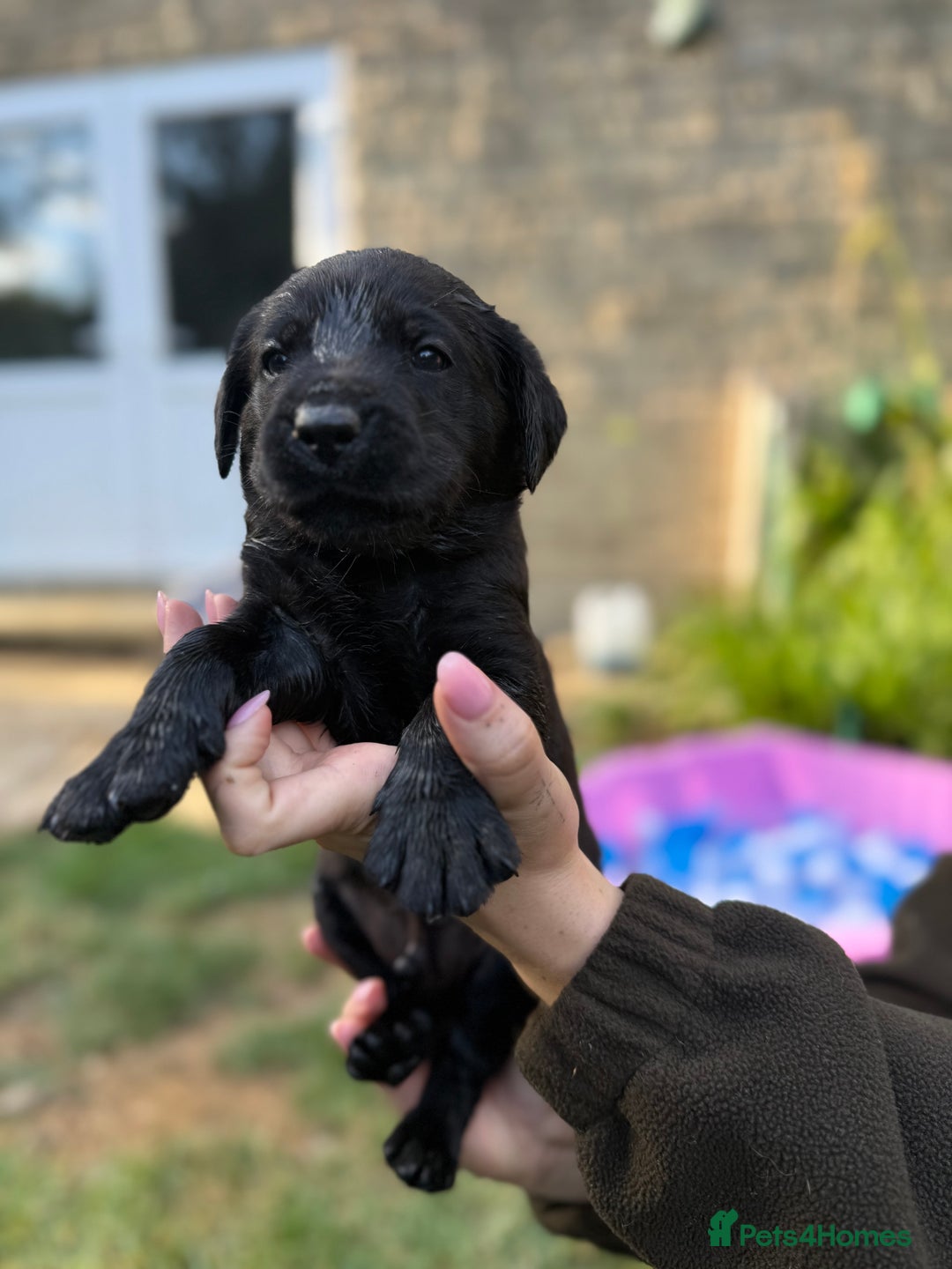 Labrador Retriever dogs for sale: Last remaining Beautiful Labradors  - Image 16