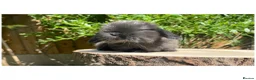 Mini Lop rabbits for sale: Beautiful mini lops for sale  - Advert 4