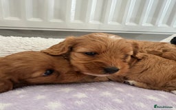 Cavapoo dogs for sale: Extensively health tested F1 Cavapoos  - Image 9