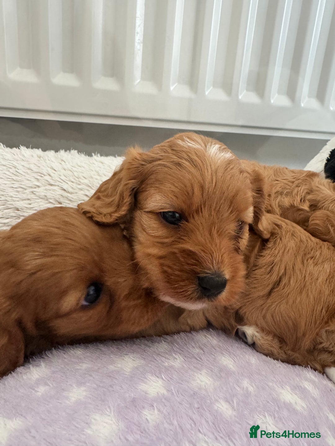 Cavapoo dogs for sale: Extensively health tested F1 Cavapoos  - Image 9