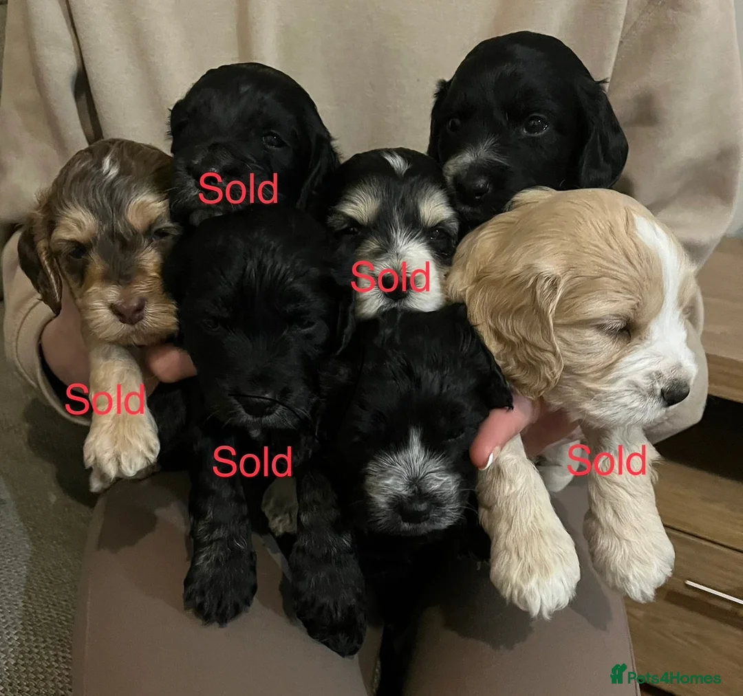 Cockapoo dogs for sale: 2 beautiful cockapoos left  - Advert 1