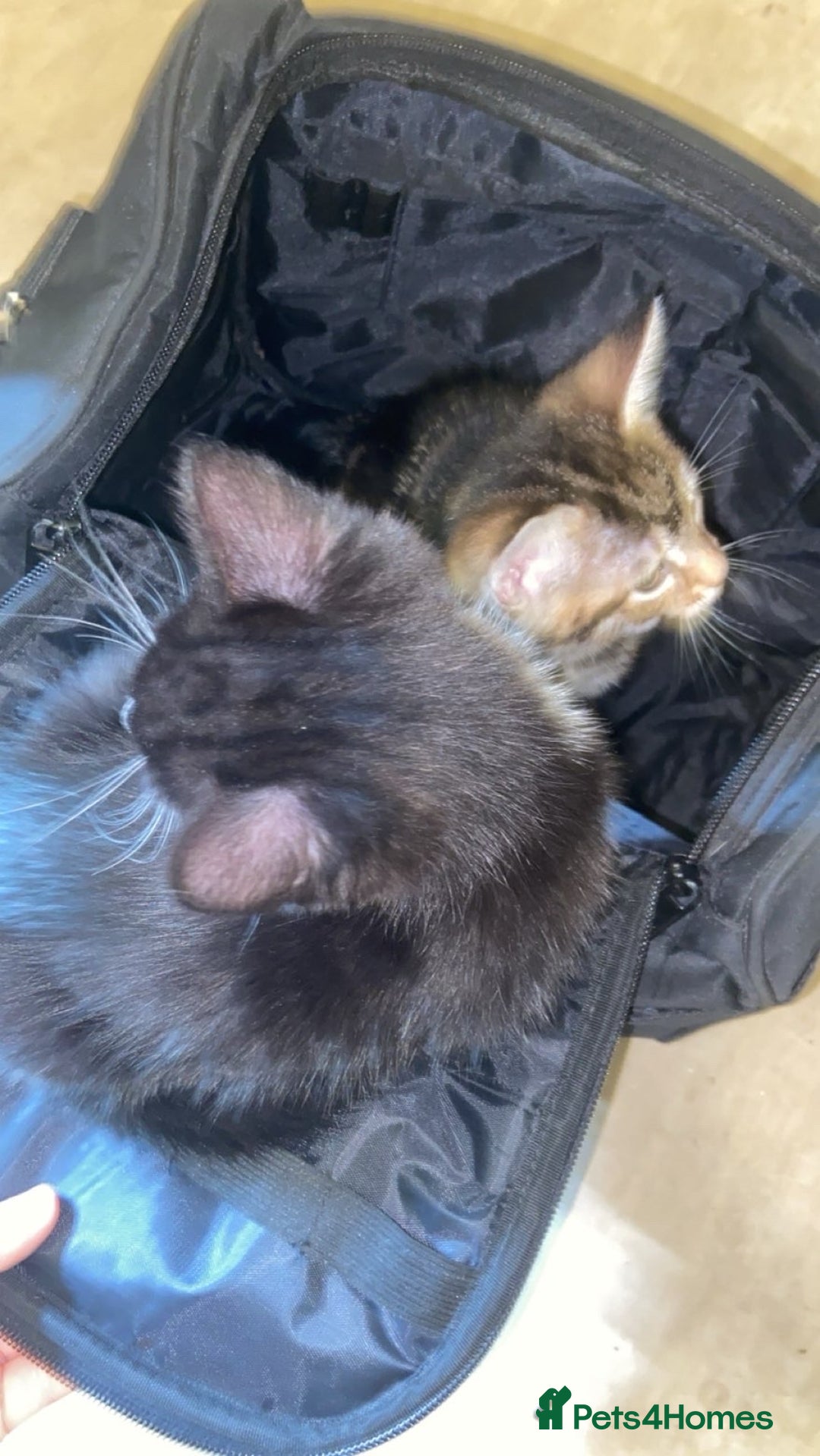 Mixed Breed cats for sale: Beautiful tabby and black and white kittens ready  - Advert 4