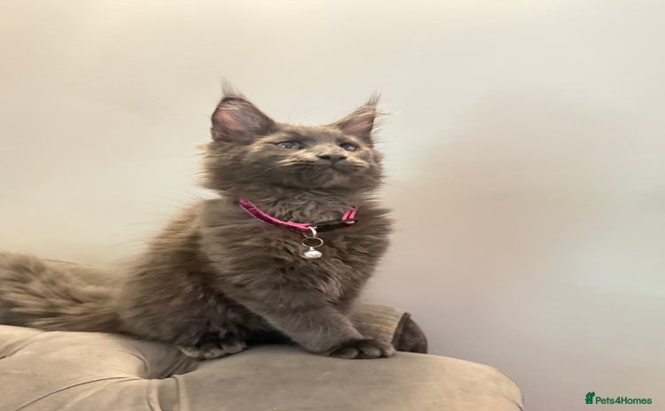 Maine Coon cats - Advert 1