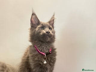 Maine Coon cats Maine Coon Kittens Looking for Loving Homes 🐾 - Advert 2