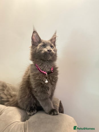 Maine Coon cats - Advert 1